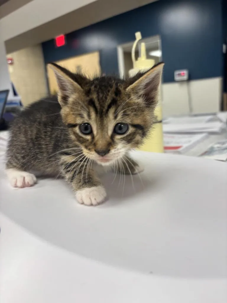 A baby small-sized male Domestic Short Hair cat named Chandler for adoption in Greenfield, IN