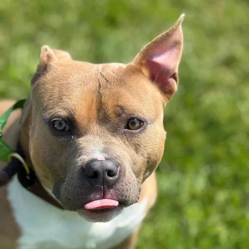 An adult medium-sized male Yellow / Tan / Blond / Fawn Pit Bull Terrier dog named Louie for adoption in Charlton, NY