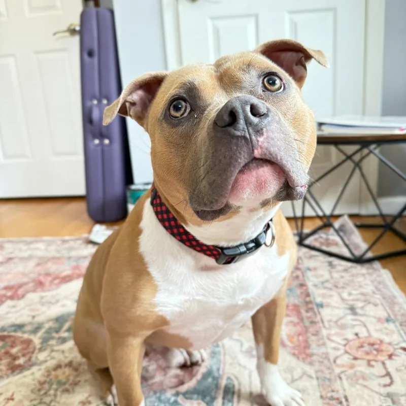 Louie thumbnail 2