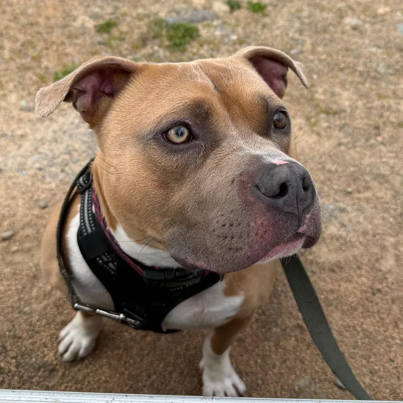Louie thumbnail 5