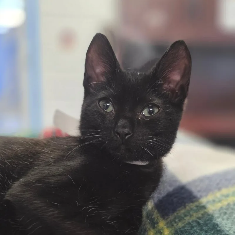 A baby small-sized female Domestic Short Hair cat named Zena for adoption in Huntsville, AL