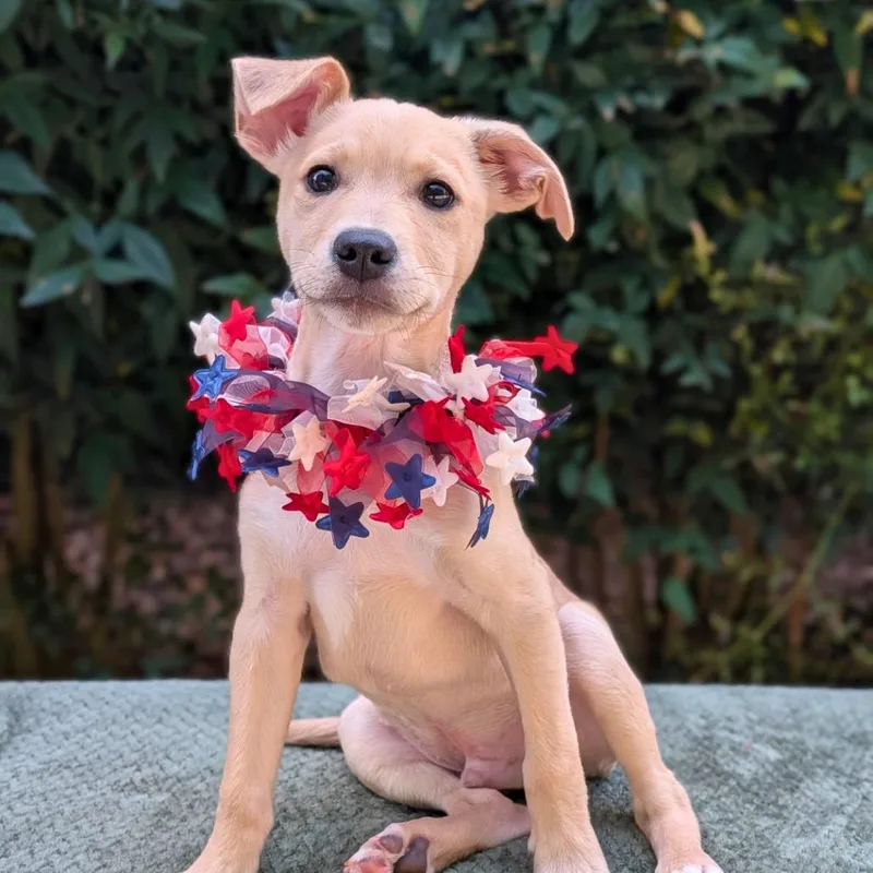 A baby small-sized male Yellow / Tan / Blond / Fawn Yellow Labrador Retriever dog named Churro for adoption in Tyrone, GA