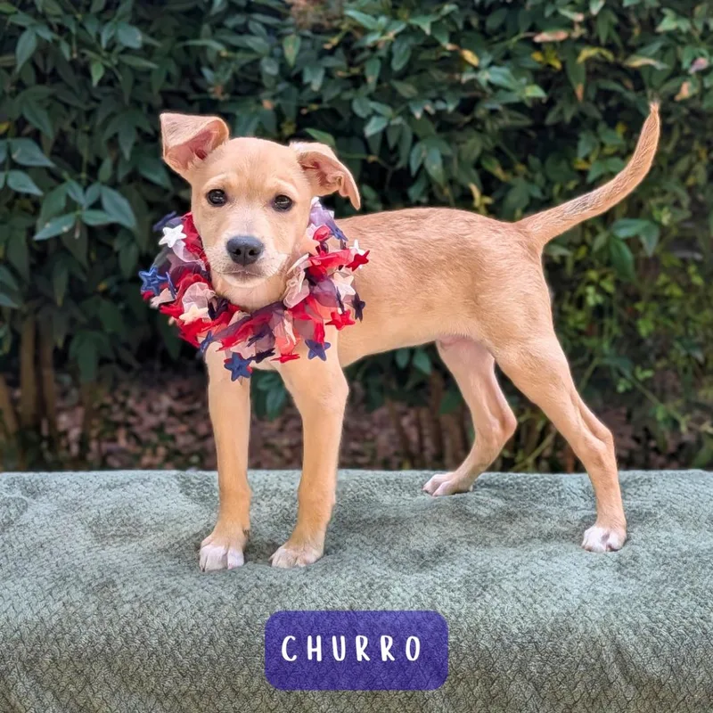 Churro thumbnail 4