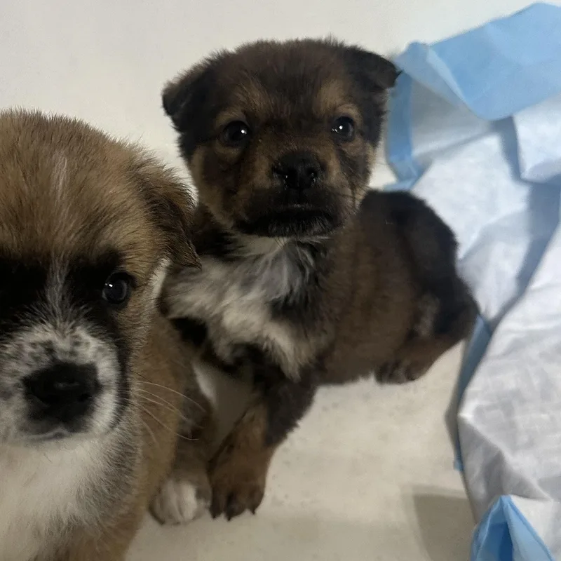 Dean Winchester thumbnail 2