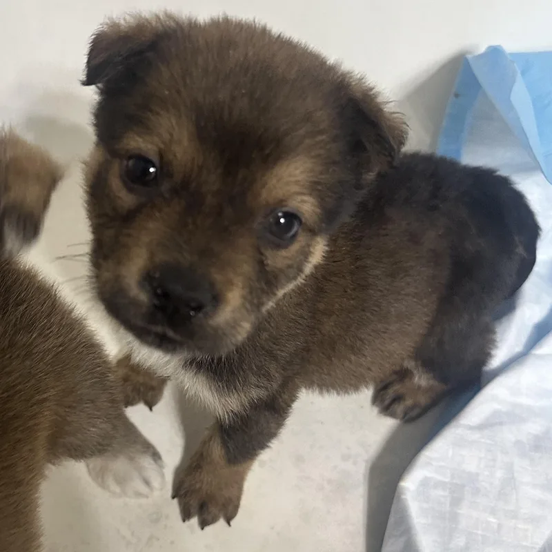 Dean Winchester thumbnail 3