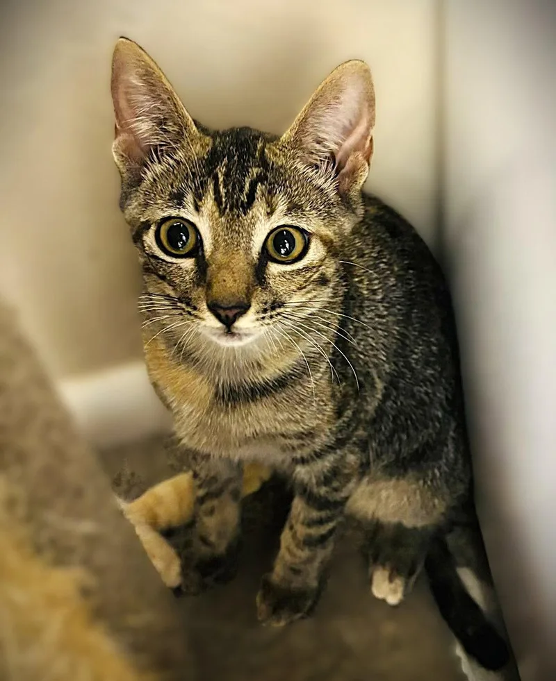 A baby medium-sized female Tabby cat named Spark Plug for adoption in Fort Myers, FL