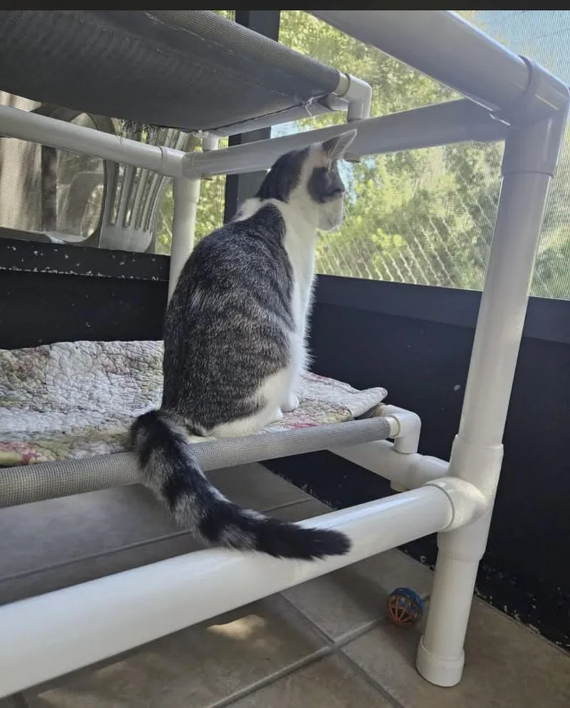 A young medium-sized female Domestic Short Hair cat named Velcra for adoption in Ruskin, FL