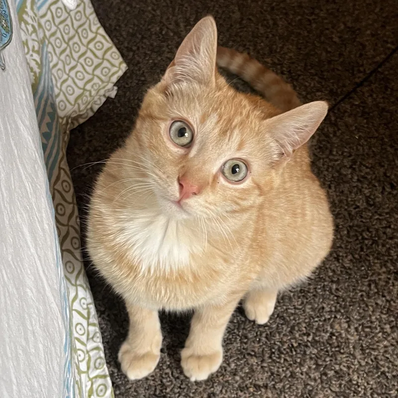 A baby small-sized male Orange & White American Shorthair cat named Flash for adoption in Brooklyn, NY