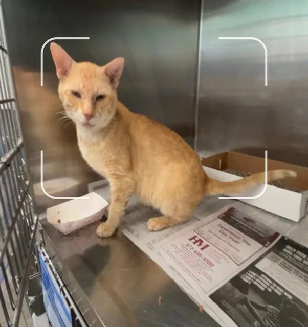 An adult large-sized male Domestic Short Hair cat named Bruno for adoption in Dallas, TX