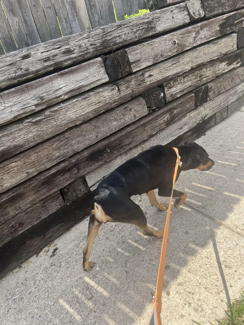 A young large-sized female Rottweiler dog named Boba for adoption in Plano, TX