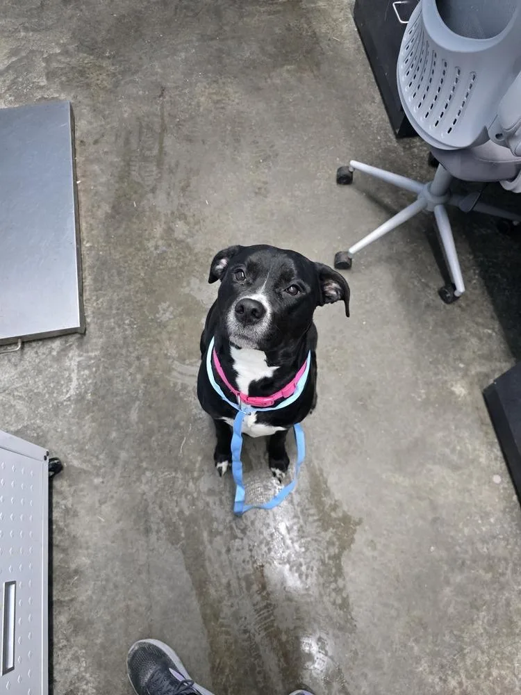 Hera "meadow" thumbnail 3