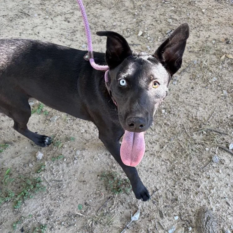 A young medium-sized female Labrador Retriever dog named Gemmi for adoption in Paradise, TX