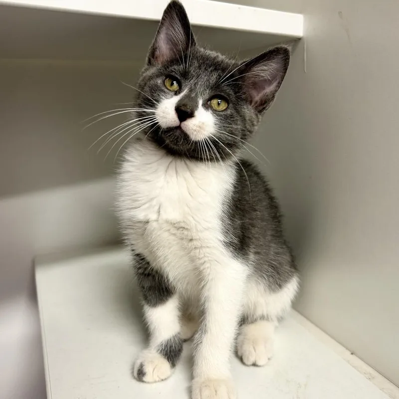 A baby small-sized male Gray / Blue / Silver Domestic Short Hair cat named Jethro for adoption in St Joseph, MO