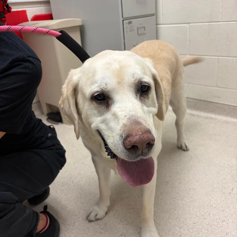 A senior large-sized male White / Cream Yellow Labrador Retriever dog named Willy for adoption in Murray, UT