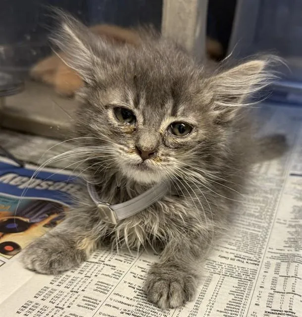 A baby small-sized female Domestic Long Hair cat named Ghost for adoption in Lancaster, CA