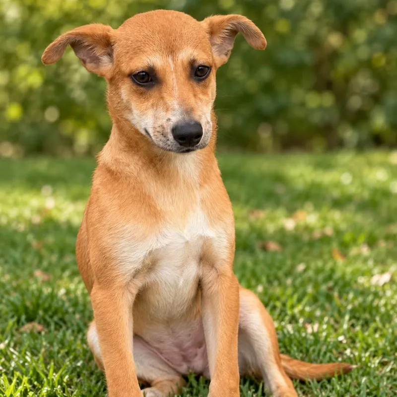 A baby small-sized female Mixed Breed dog named Megara for adoption in Cranston, RI