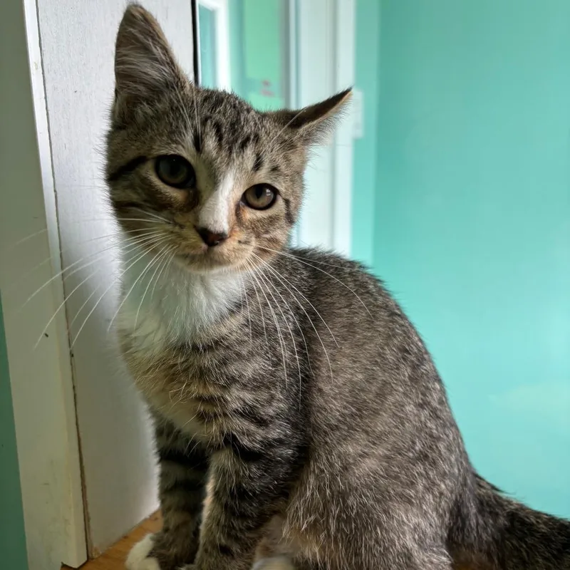A baby small-sized male Brown / Chocolate Domestic Short Hair cat named Jett for adoption in Marion, VA