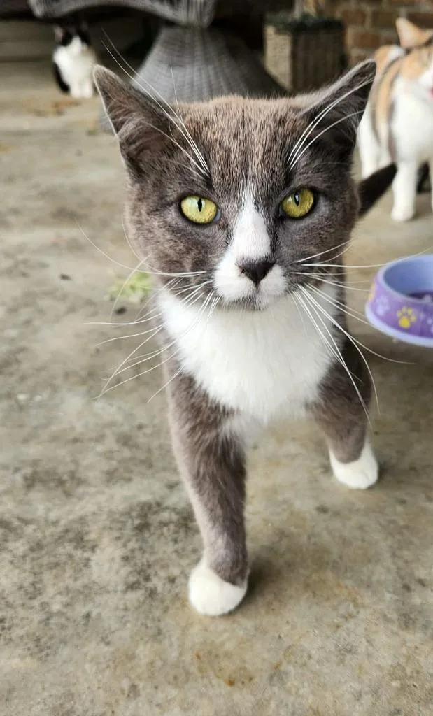Perry