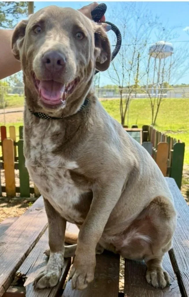 A young medium-sized female Labrador Retriever dog named Meadow for adoption in Brookhaven, MS