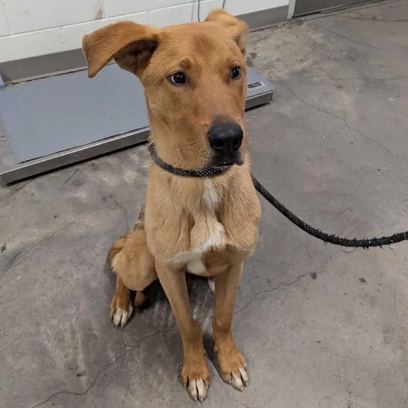 A young medium-sized male Golden American Foxhound dog named Bisque for adoption in Apache Junction, AZ