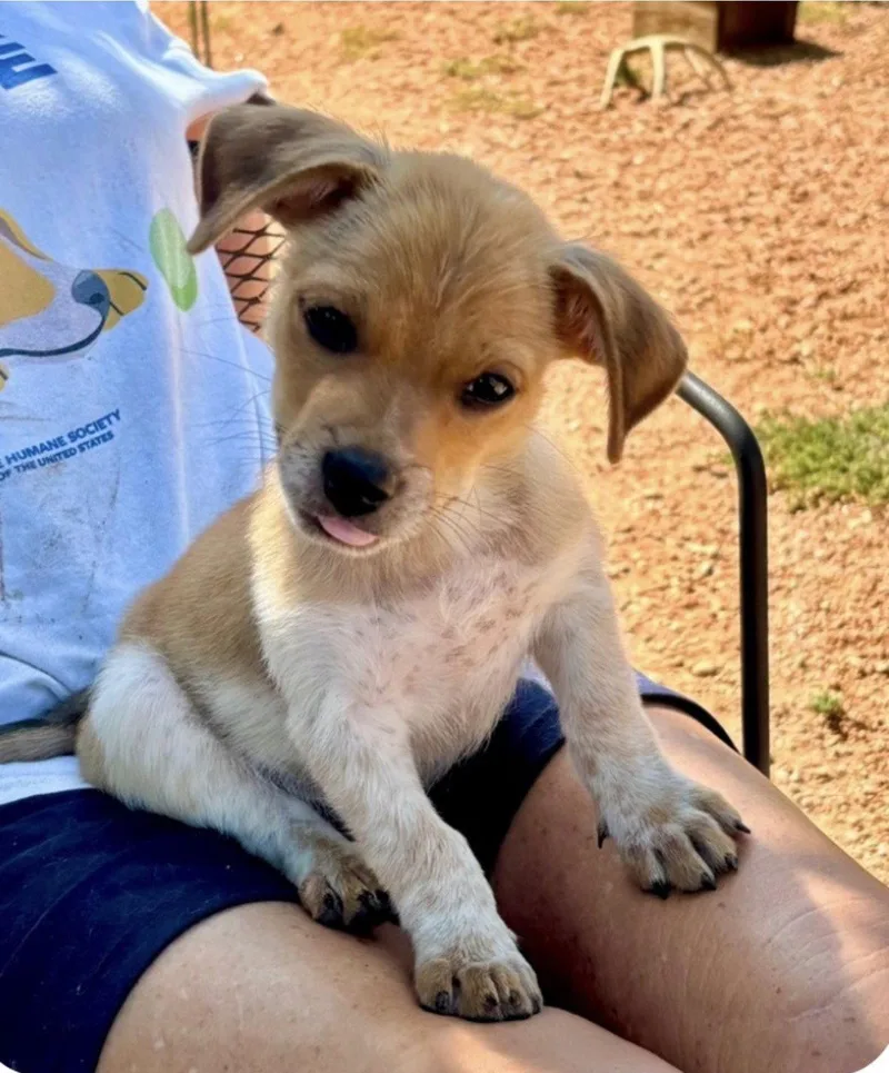 A baby small-sized male Spaniel dog named Spike for adoption in Bothell, WA