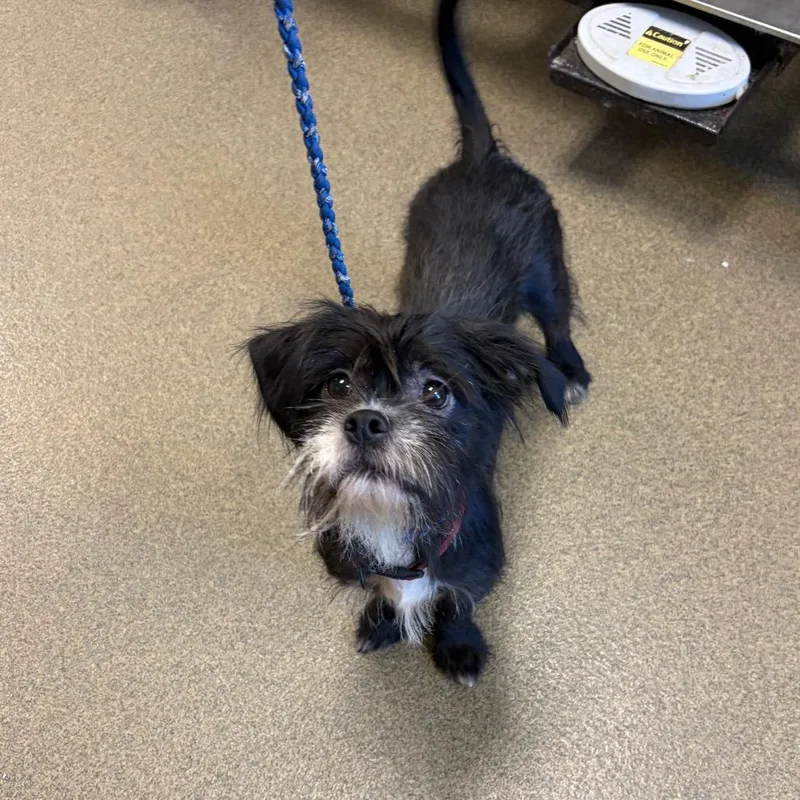 A young small-sized female Black Chihuahua dog named Oreo for adoption in Council Bluffs, IA