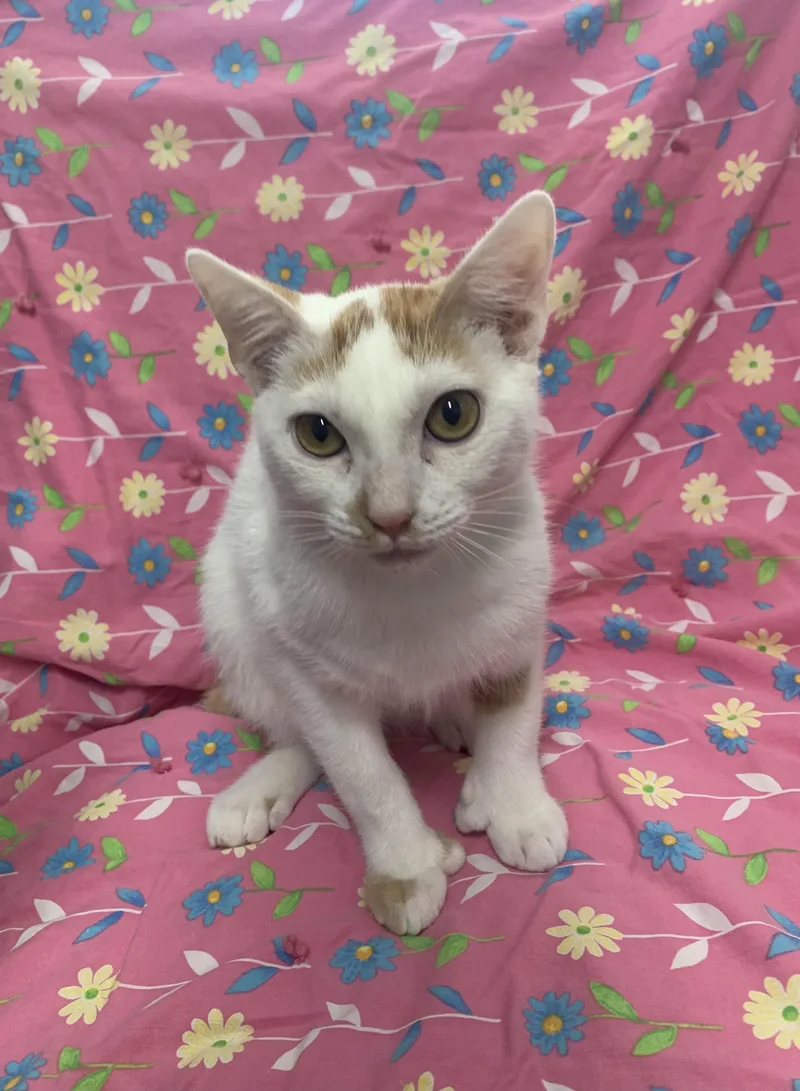 A young small-sized male Orange & White Domestic Short Hair cat named Rex for adoption in Bisbee, AZ