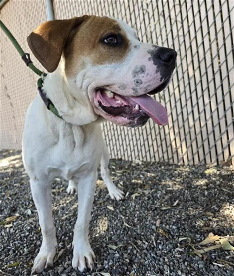 A young large-sized male Shar-Pei dog named George for adoption in Lincolnton, NC
