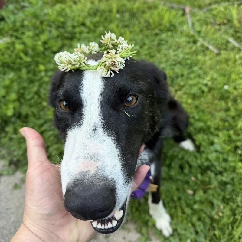 A young medium-sized male Black Border Collie dog named Gunnar for adoption in Seymour, IN