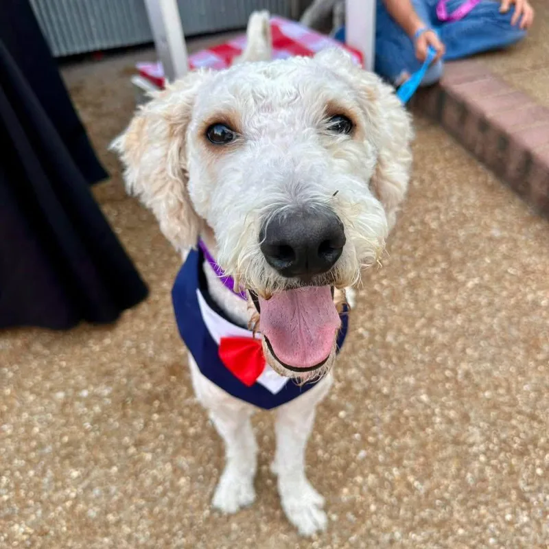 An adult medium-sized male Labradoodle dog named Prince for adoption in Pacific, MO