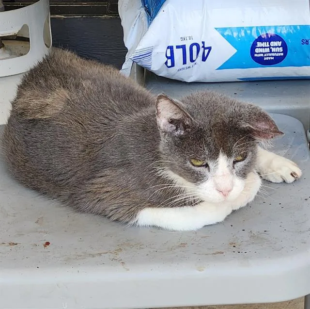 A senior medium-sized male Domestic Short Hair cat named Chuy for adoption in San Antonio, TX