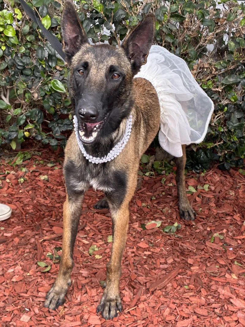 A young medium-sized female Brindle Belgian Shepherd / Malinois dog named Magara for adoption in South El Monte, CA