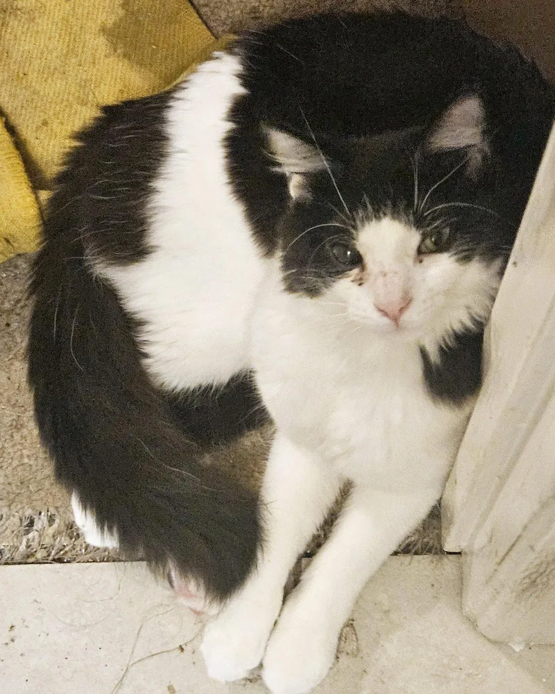 A young large-sized male Black & White / Tuxedo Domestic Long Hair cat named Nick Furry for adoption in Plano, TX