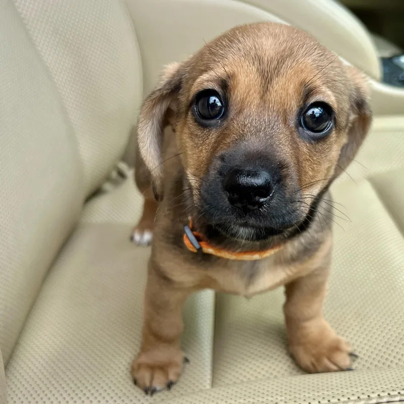 A baby small-sized female Bicolor Dachshund dog named Lily for adoption in High Point, NC