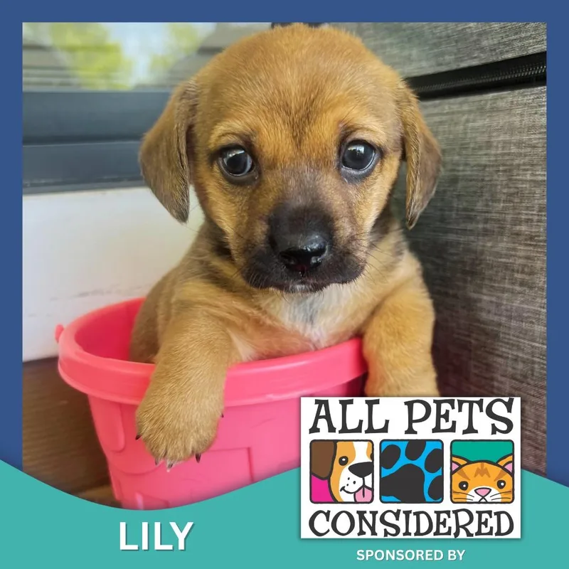 Lily thumbnail 6