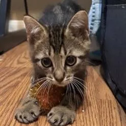 A baby small-sized male Tabby (Brown / Chocolate) Domestic Medium Hair cat named Obsidian for adoption in Liverpool, TX