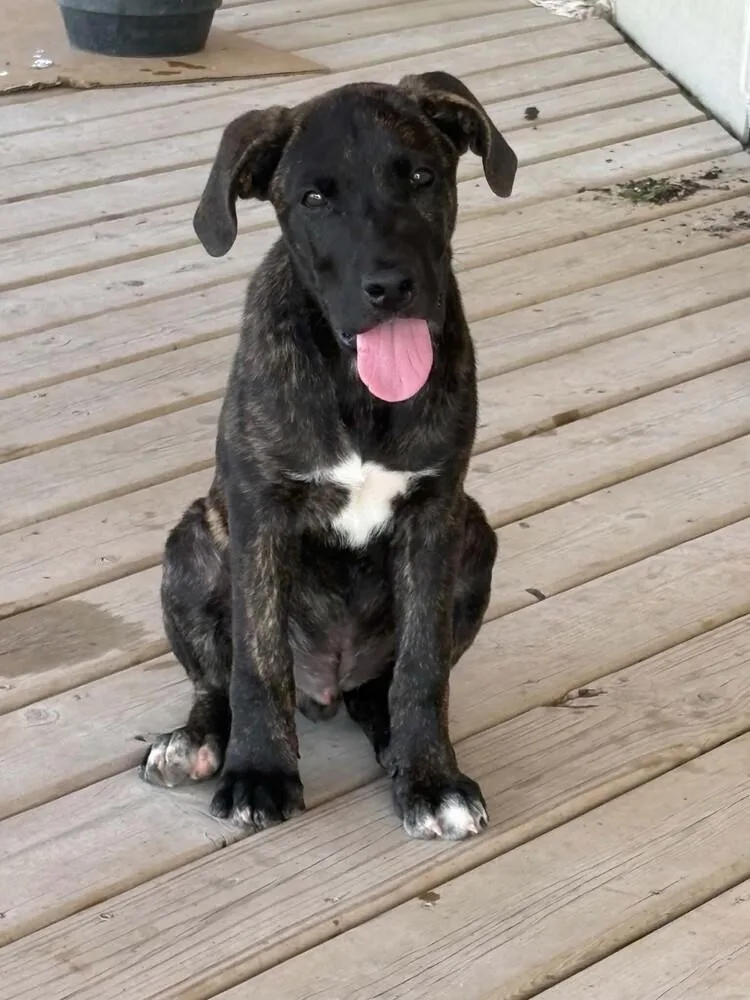 A young medium-sized male Dutch Shepherd dog named Blu for adoption in Evergreen, CO