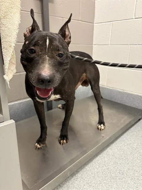 An adult medium-sized male Pit Bull Terrier dog named Bruce for adoption in Indianapolis, IN