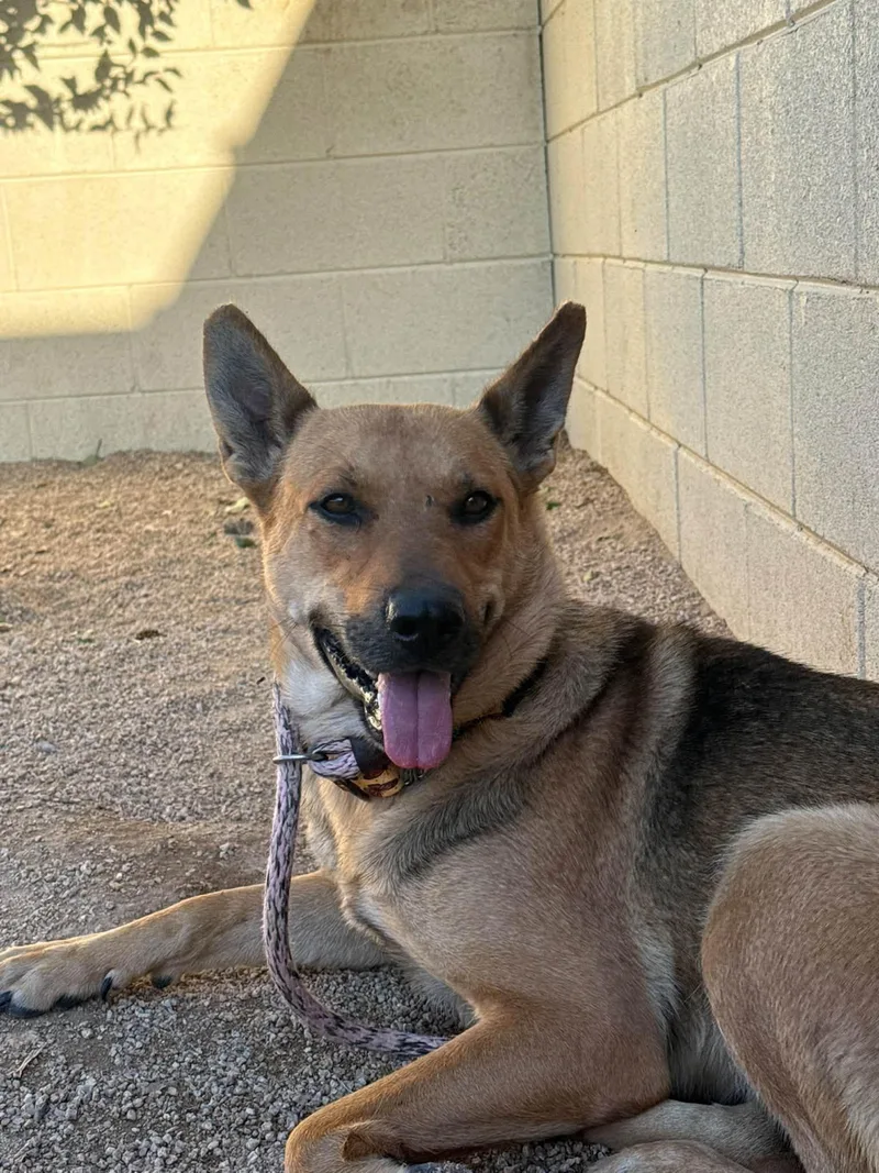 A young large-sized female German Shepherd Dog dog named Angel for adoption in Glendale, AZ