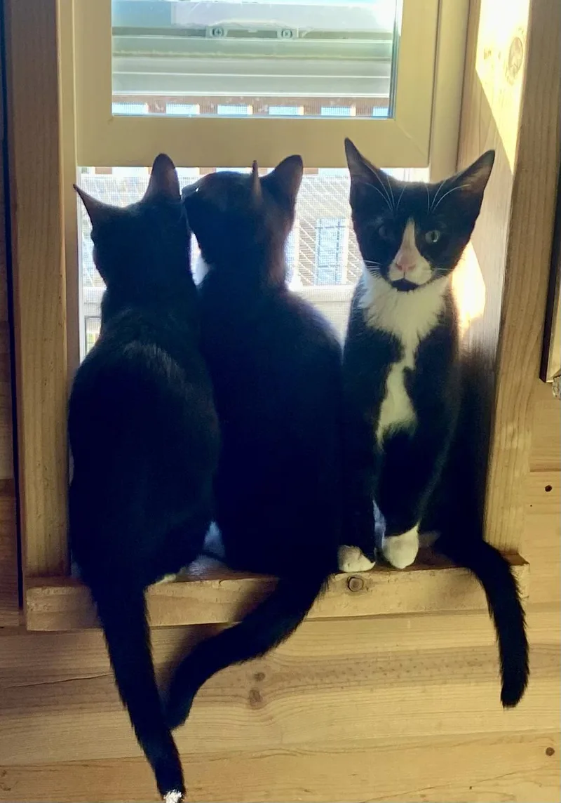 A baby medium-sized male Black & White / Tuxedo Domestic Short Hair cat named Mahalo for adoption in Maple Valley, WA