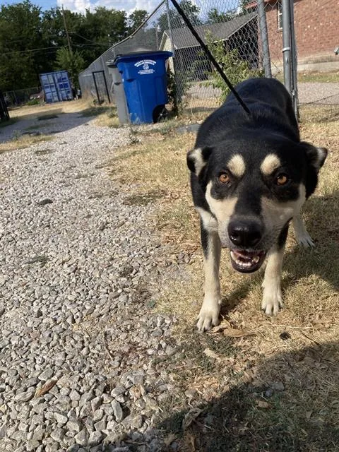 An adult large-sized male Mixed Breed dog named Danieldale for adoption in Dallas, TX