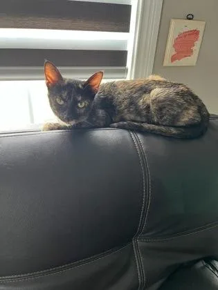 An adult small-sized female Domestic Short Hair cat named Cleo for adoption in Cincinnati, OH