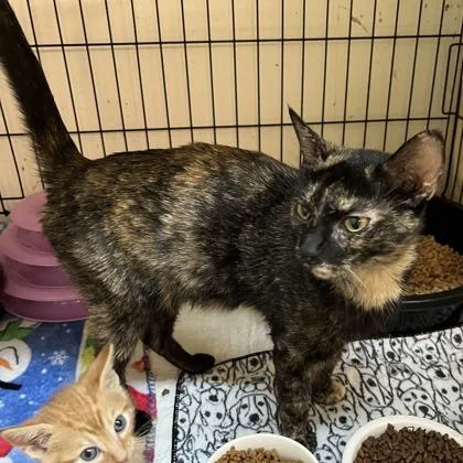 Cleo thumbnail 2