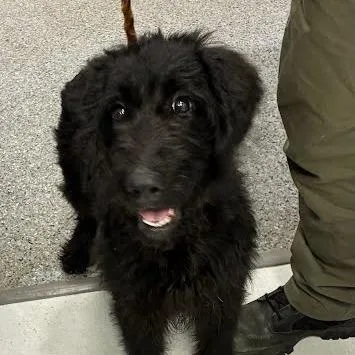A young medium-sized female Black Mixed Breed dog named Tatum for adoption in Jeffersonville, IN