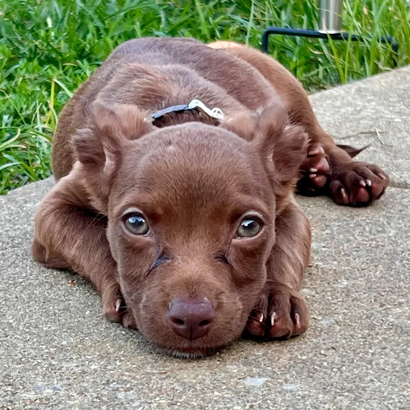 A baby small-sized male Brown / Chocolate Chihuahua dog named Cyclo for adoption in Baldwin, MD