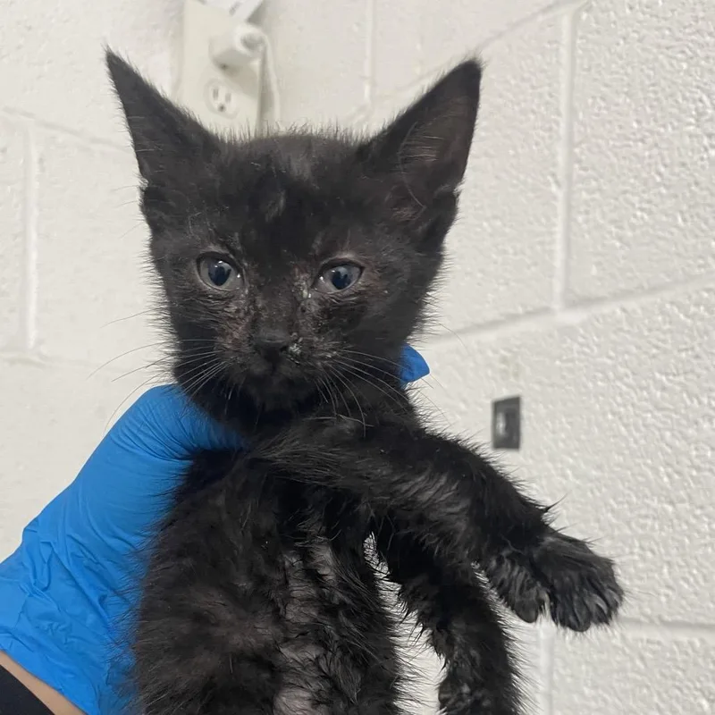 A baby small-sized female Black Domestic Short Hair cat named Vanessa for adoption in Edinburg, TX