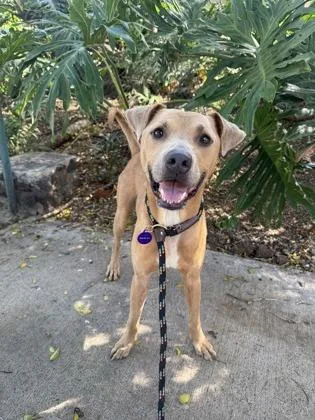 An adult medium-sized male Hound dog named General Chungus for adoption in Honolulu, HI