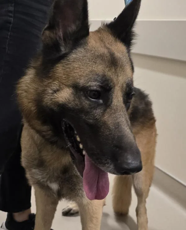 An adult large-sized male German Shepherd Dog dog named Plex for adoption in El Cajon, CA