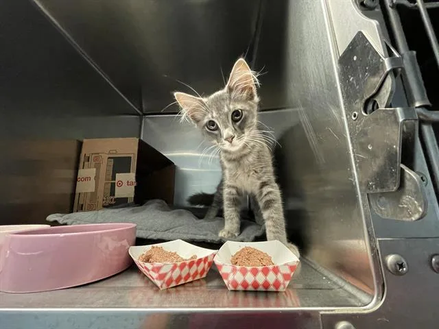 A young medium-sized female Domestic Short Hair cat named Floss for adoption in Sugar Land, TX