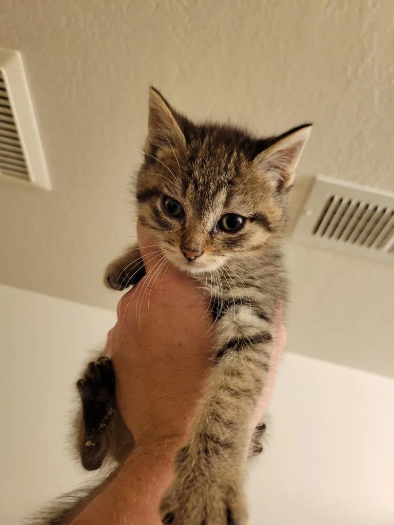 A baby medium-sized male Domestic Short Hair cat named Monte Cristo for adoption in Logan, UT